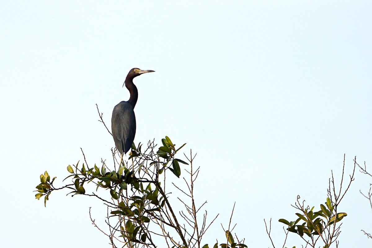 Aigrette Bleue