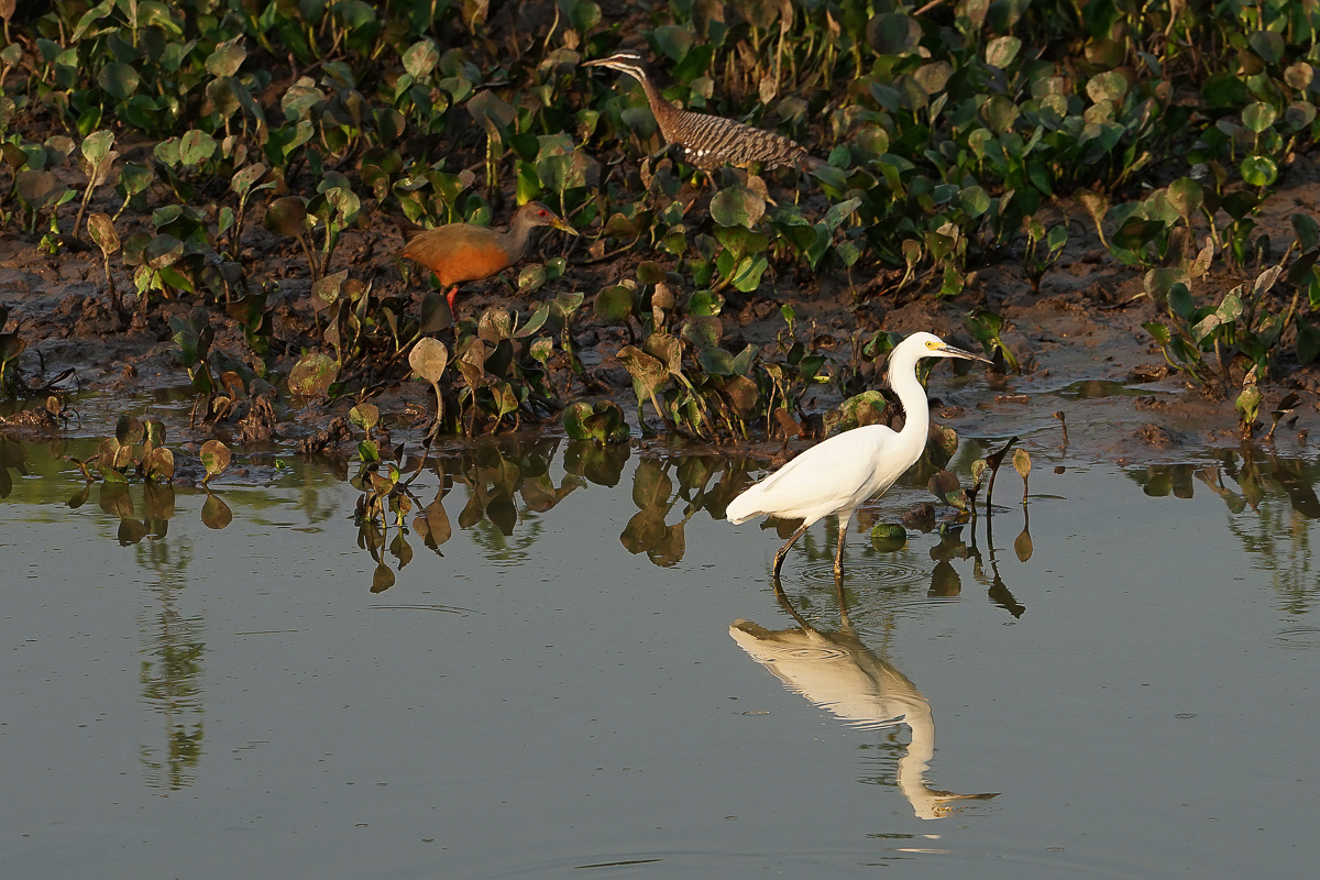 Aigrette neigeuse (3)