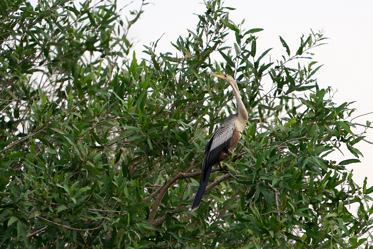 Anhinga