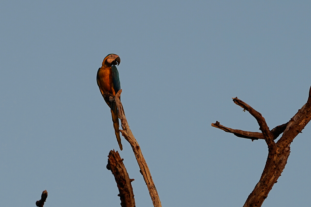 Ara Bleu et Jaune (2)