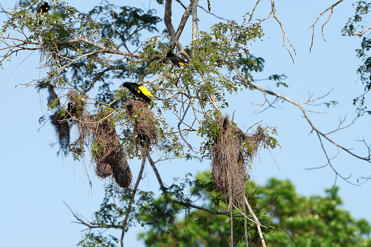 Caciques Cul Jaunes au nid