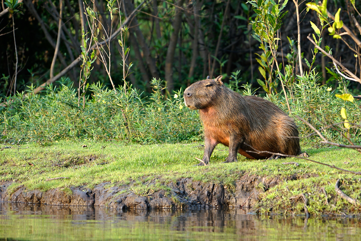 Capibara