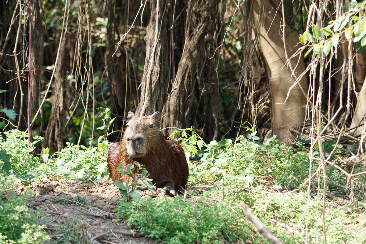 Capibara (2)
