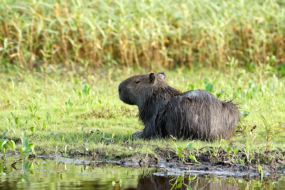 Capibara (3)