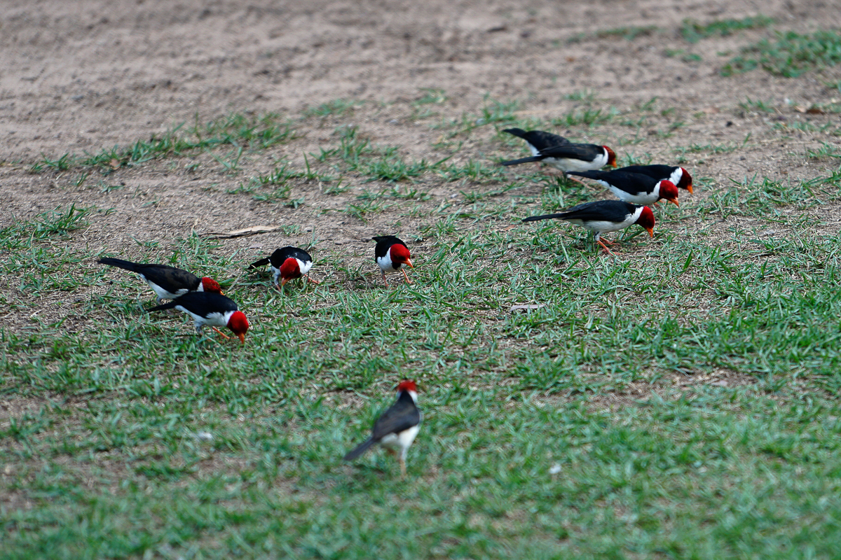 Cardinal à bec jaune