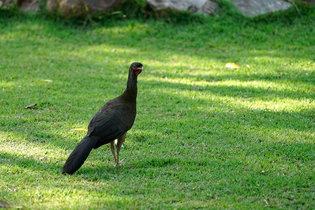 Chachalaca du Chaco