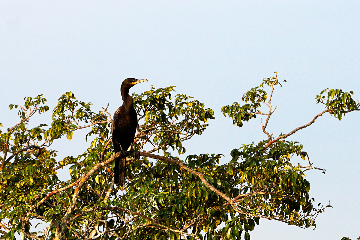 Cormoran Vigua