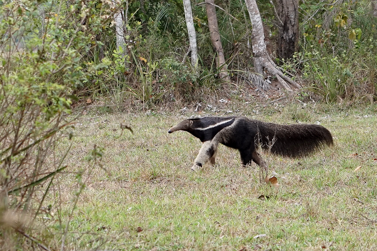 Fourmilier Grand Tamanoir