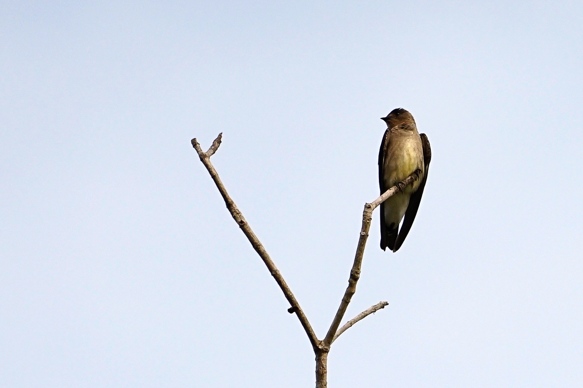 Hirondelle à gorge rousse