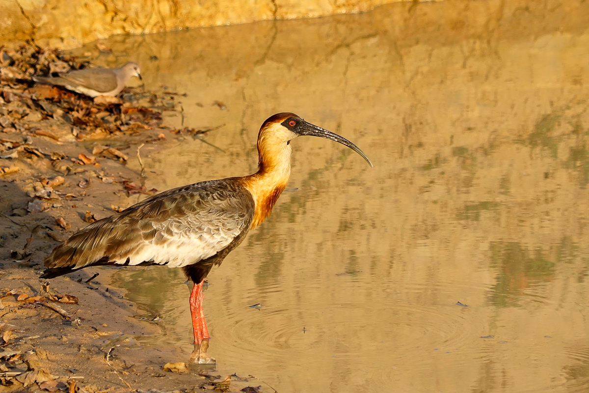 Ibis à Face Noire (3)