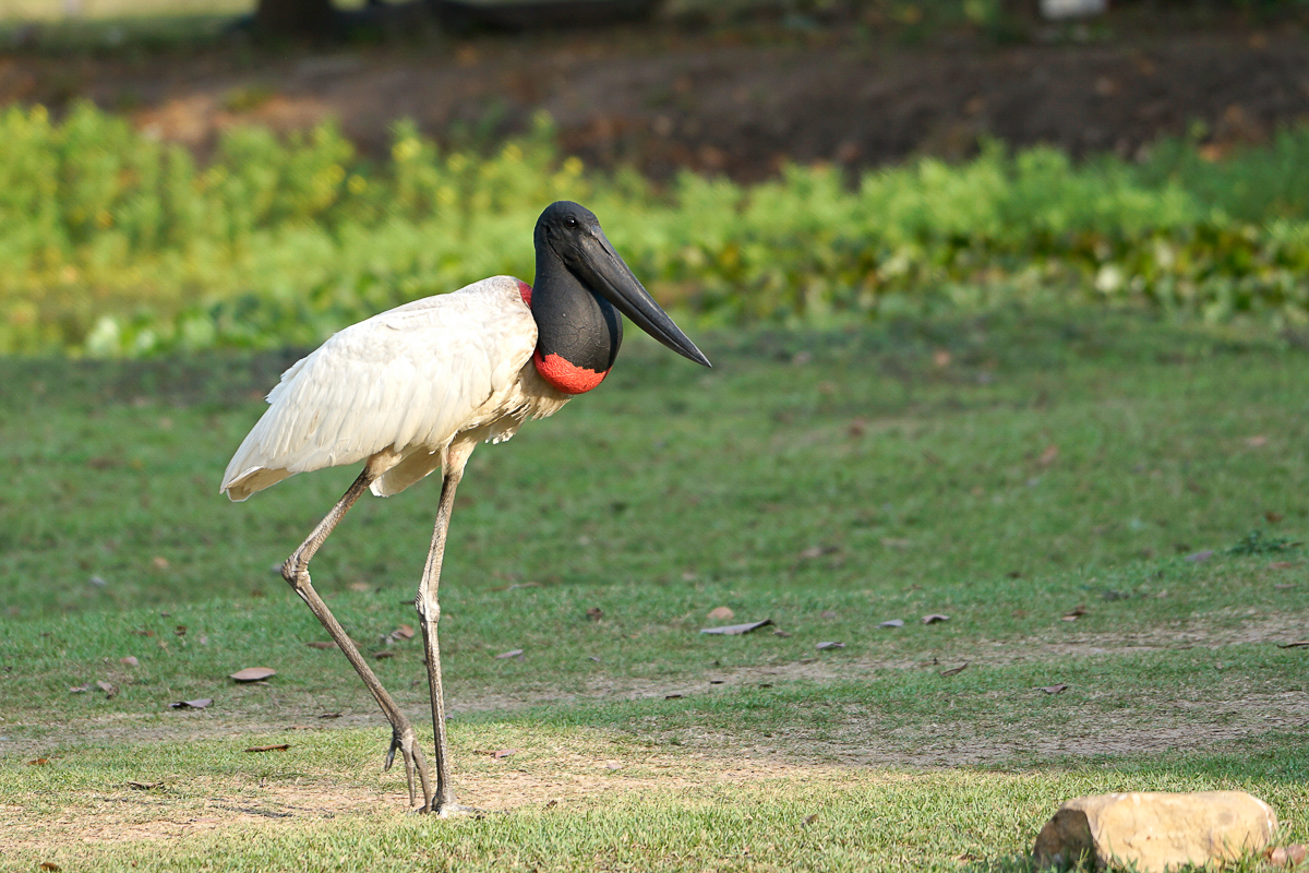 Jabiru