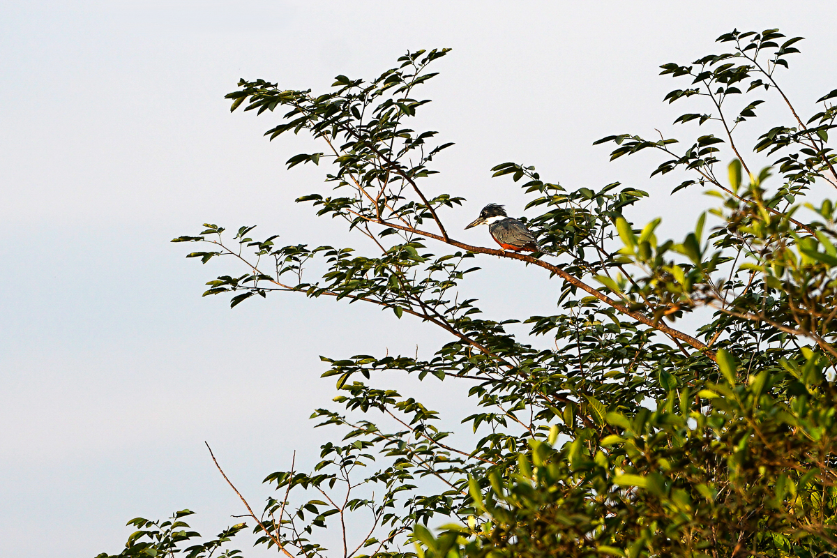 Martin Pêcheur à ventre roux