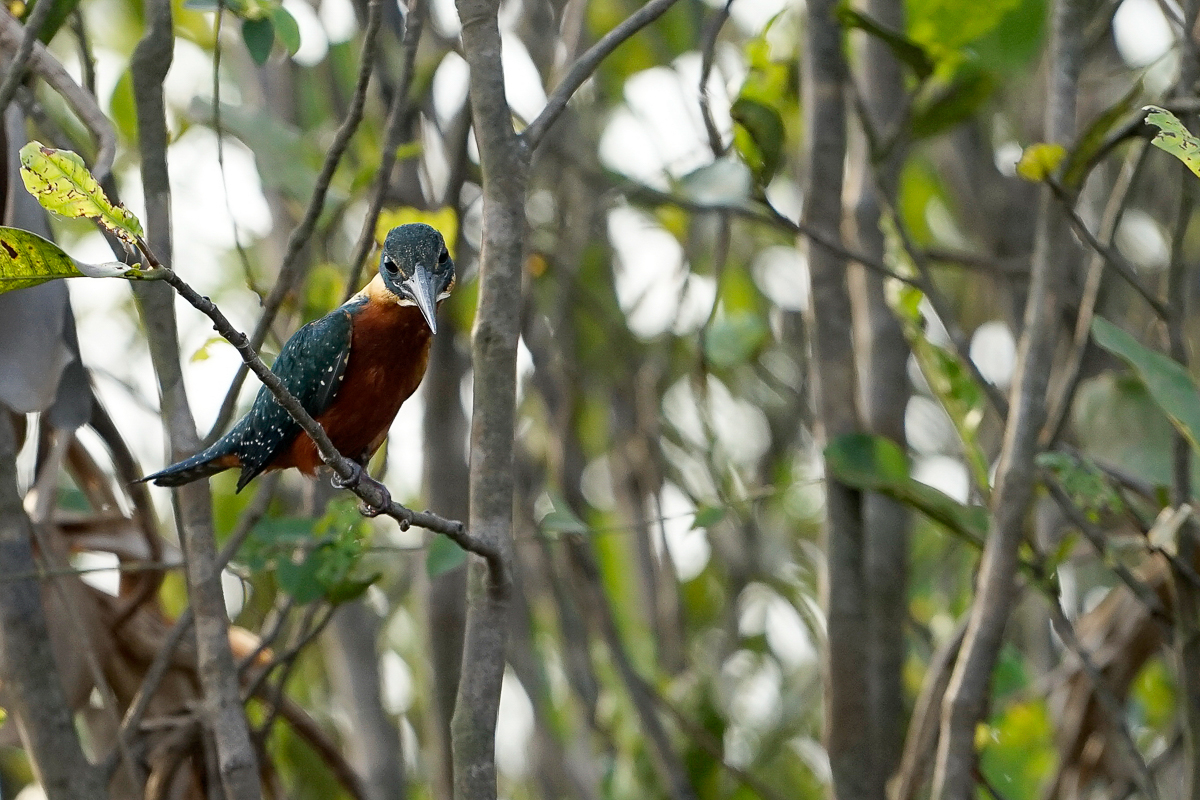 Martin Pêcheur à ventre roux (4)