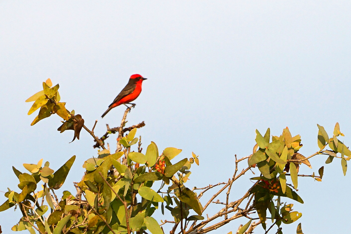 Moucherolle vermillon