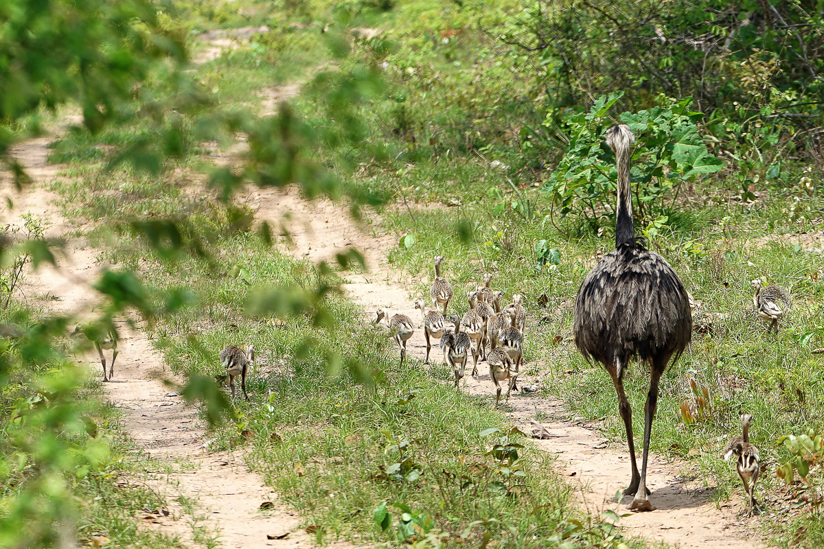 Nandou mâle et jeunes