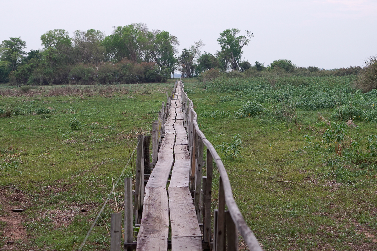 Passerelle sur le marais