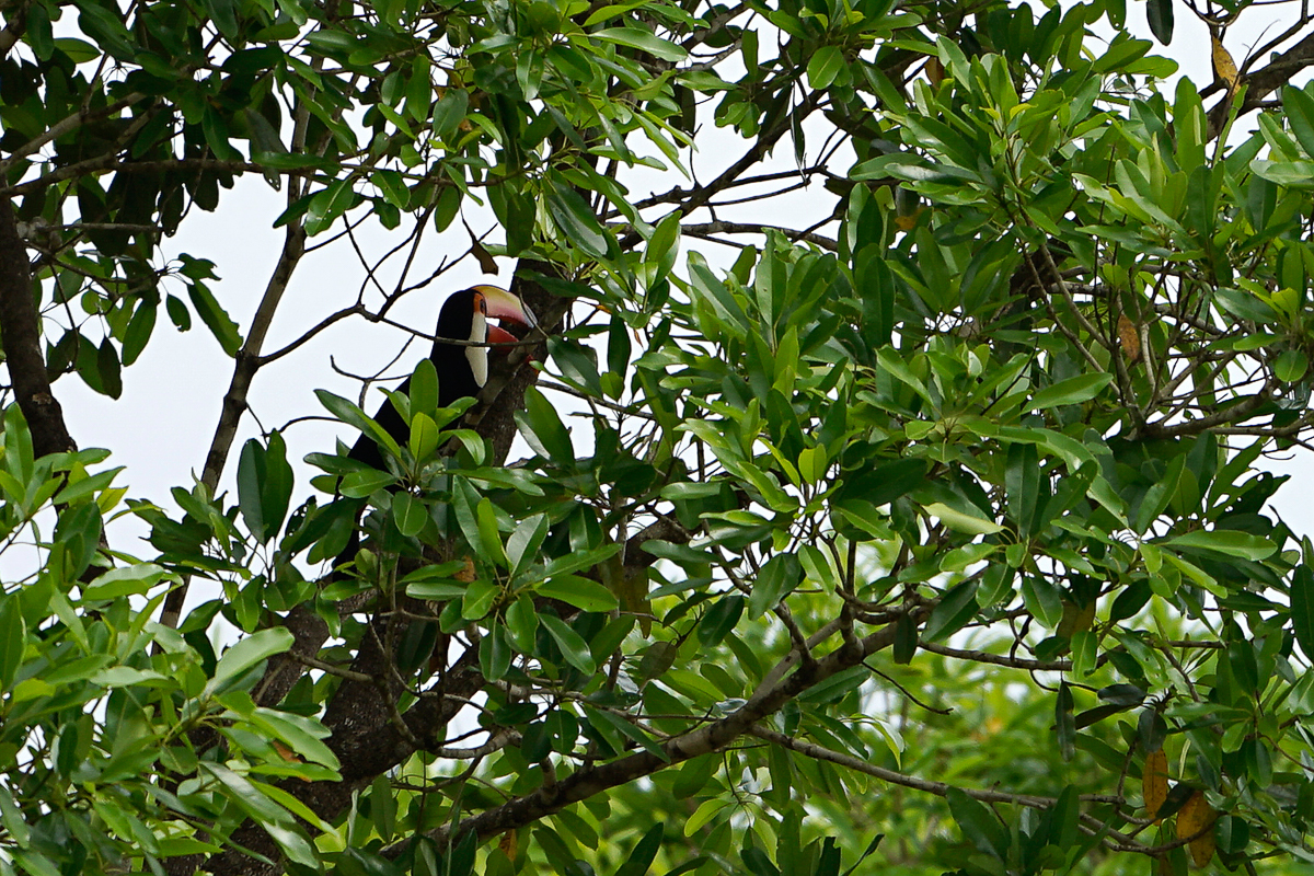 Toucan (2)